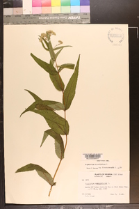 Eupatorium sessilifolium image