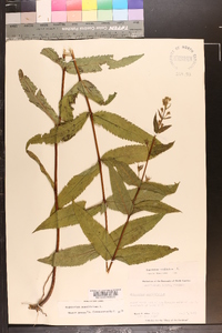 Eupatorium sessilifolium image