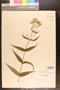 Eupatorium sessilifolium image