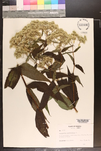 Eupatorium sessilifolium image