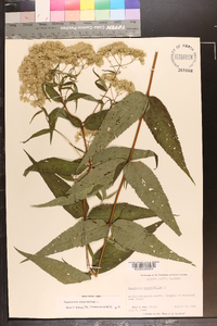 Eupatorium sessilifolium image