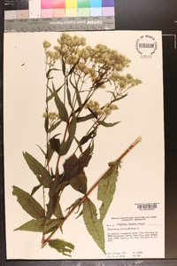 Eupatorium sessilifolium image