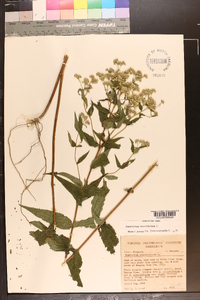 Eupatorium sessilifolium image