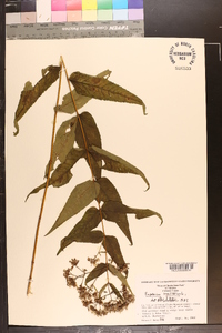 Eupatorium sessilifolium image