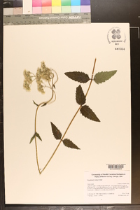 Eupatorium vaseyi image