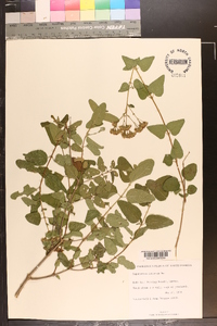 Eupatorium villosum image