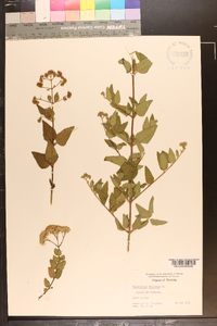 Eupatorium villosum image