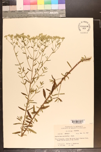 Eupatorium tortifolium image