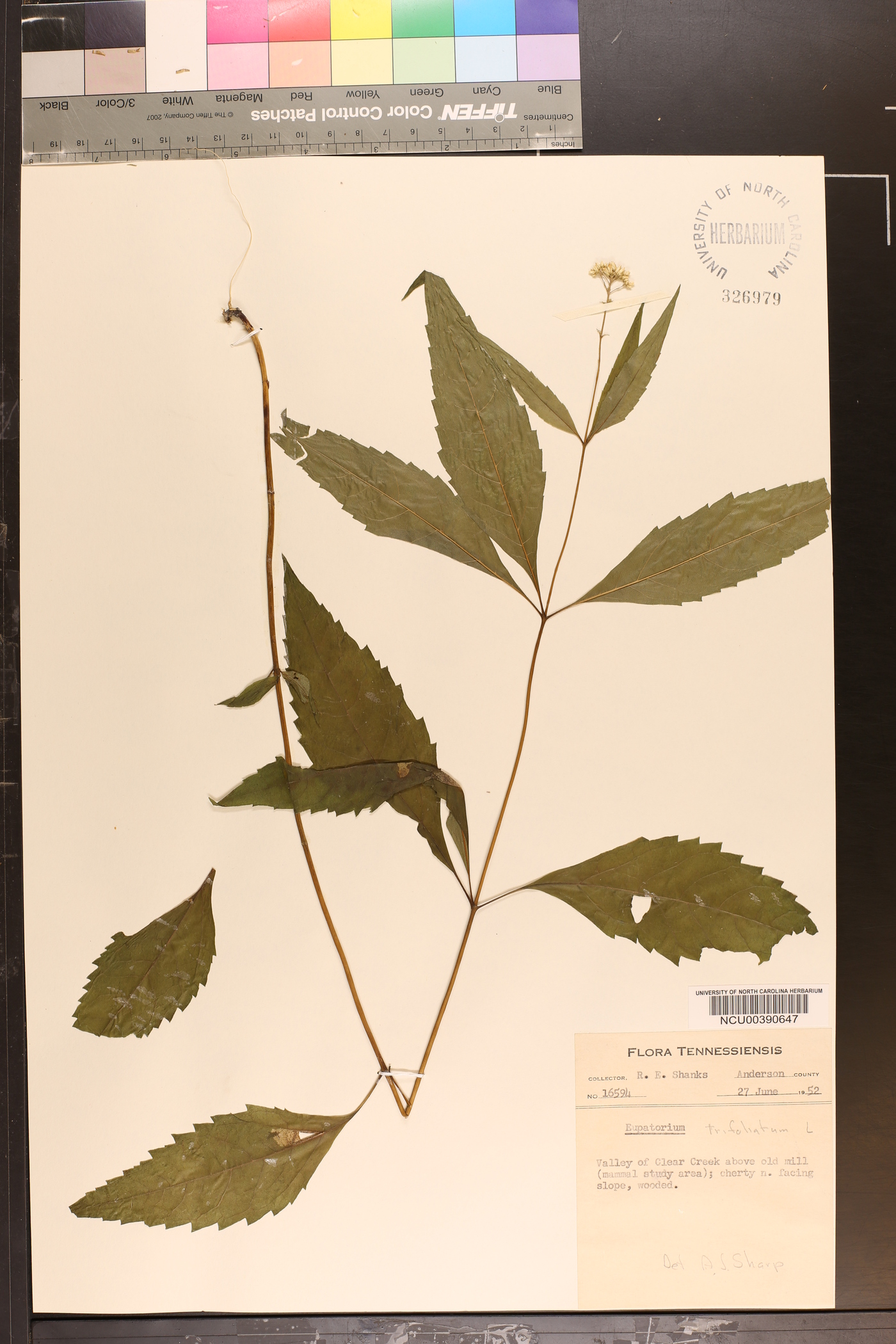 Eupatorium trifoliatum image