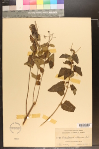 Eupatorium villosum image