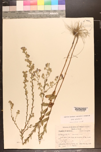 Symphyotrichum concolor image
