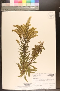 Solidago altissima var. altissima image