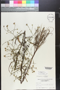 Symphyotrichum subulatum var. ligulatum image