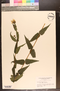 Helianthus divaricatus image