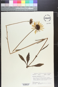 Helianthus heterophyllus image