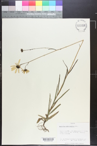 Helianthus heterophyllus image