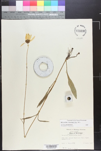 Helianthus heterophyllus image