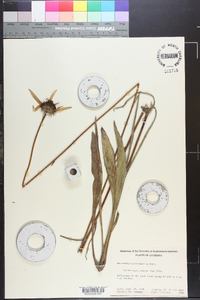 Helianthus heterophyllus image