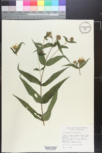 Helianthus hirsutus image