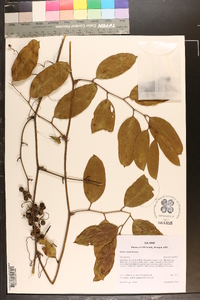 Smilax smallii image