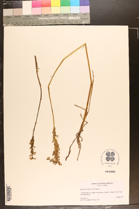 Spiranthes sylvatica image