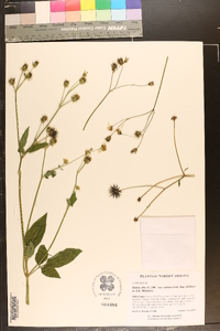 Bidens alba var. radiata image