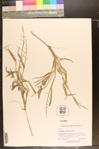 Echinochloa colona image