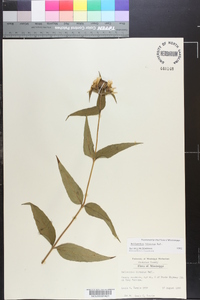 Helianthus hirsutus image