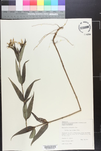 Helianthus hirsutus image