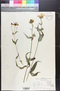 Helianthus hirsutus image