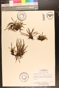 Grammitis nana image