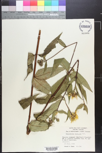 Helianthus hirsutus image