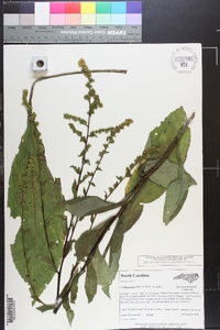 Solidago patula image