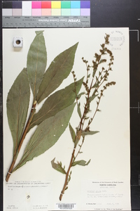 Solidago patula image