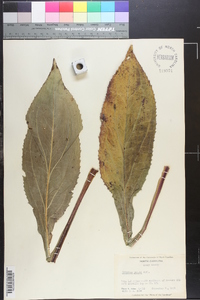 Solidago patula image