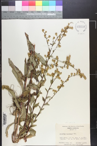 Solidago patula image