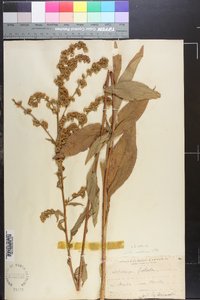 Solidago patula image