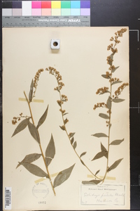 Solidago patula image