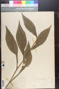 Solidago patula image