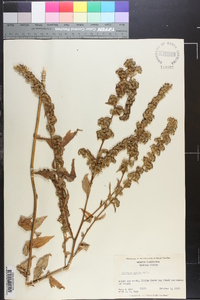 Solidago patula image