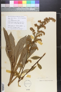 Solidago salicina image