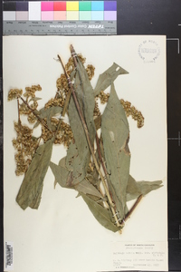 Solidago patula image