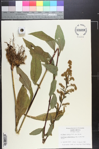 Solidago patula image