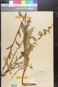 Solidago patula image