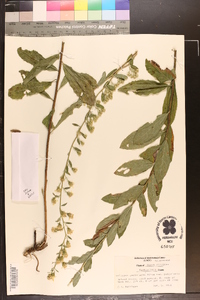 Solidago petiolaris image