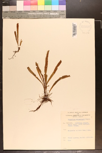 Notogrammitis billardierei image