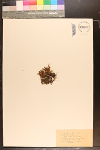 Image of Micropolypodium okuboi