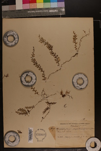 Hymenophyllum lineare image