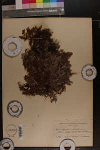Hymenophyllum lanatum image