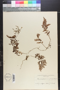 Hymenophyllum polyanthos image